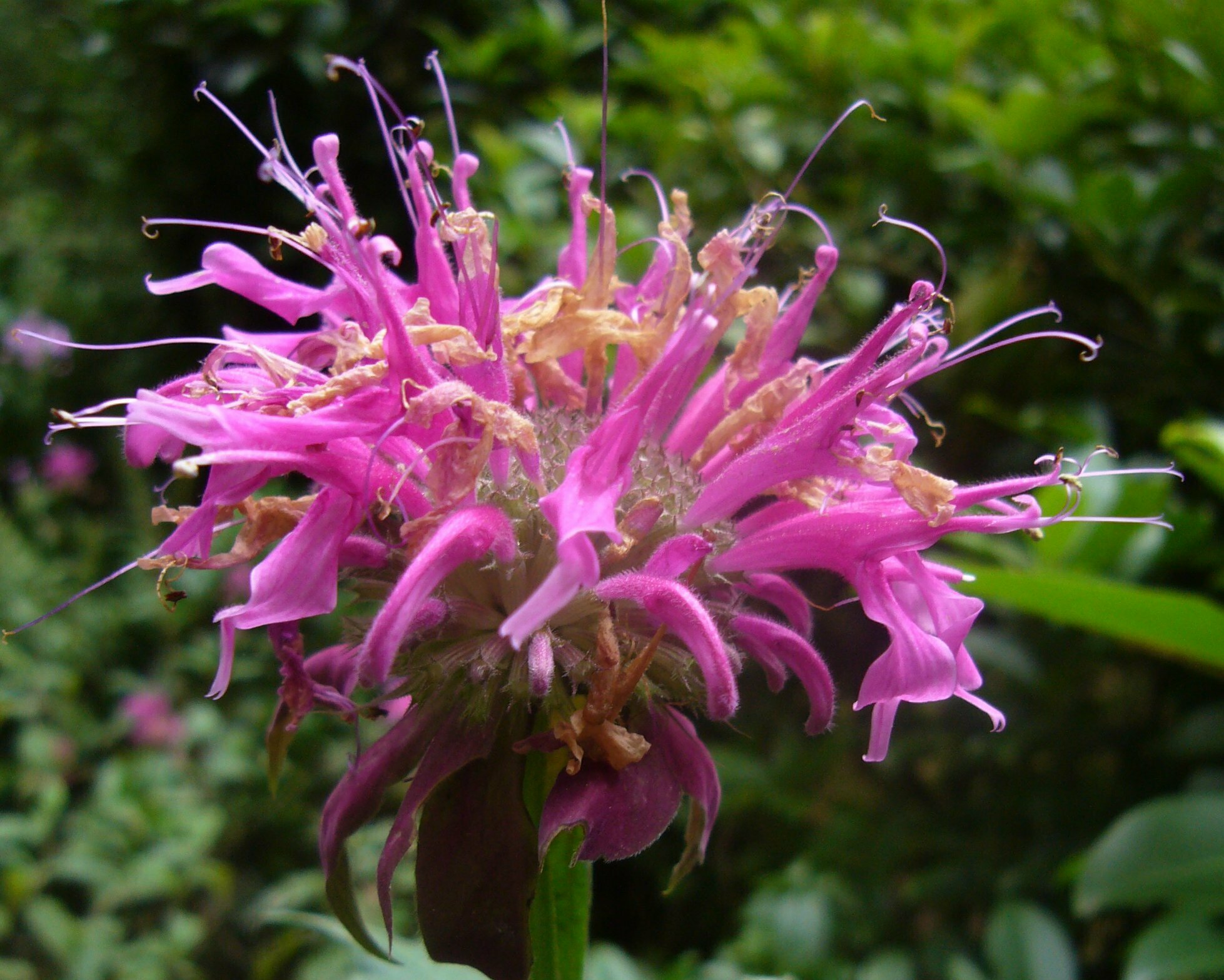 High Resolution Lamium amplexicaule Flower